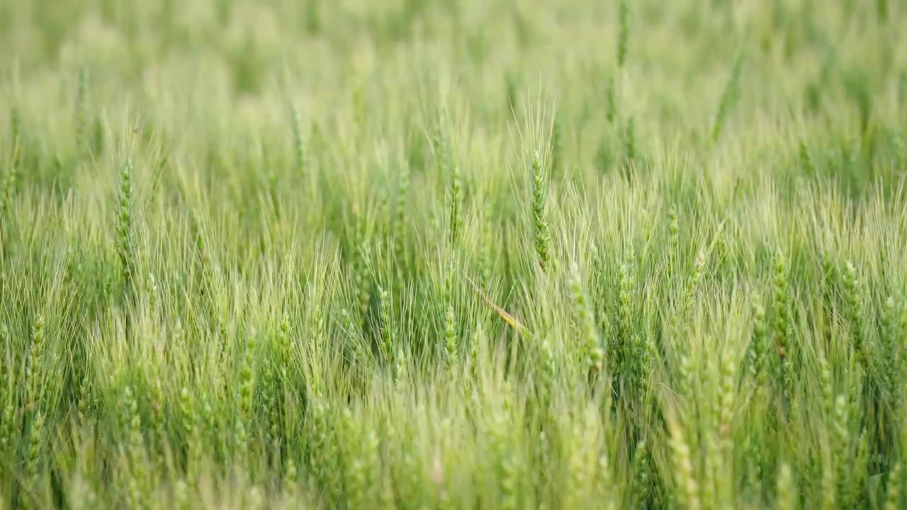 Scatto teleobiettivo di grano verde in crescita che ondeggia dolcemente al vento durante la stagione di crescita estiva.