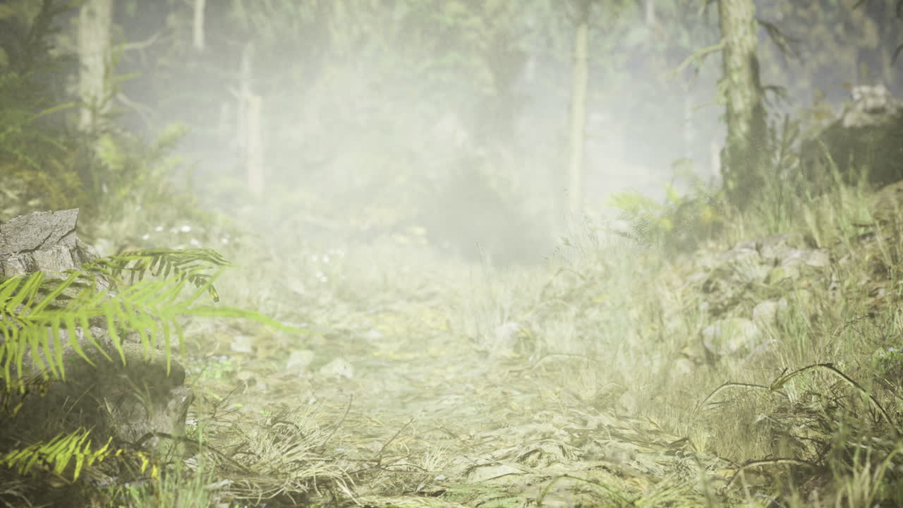 Foamy mist envelops a winding forest path during the early morning hours