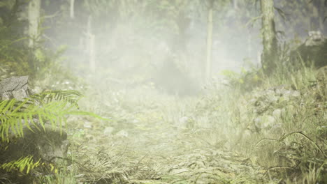 foamy mist envelops a winding forest path during the early morning hours