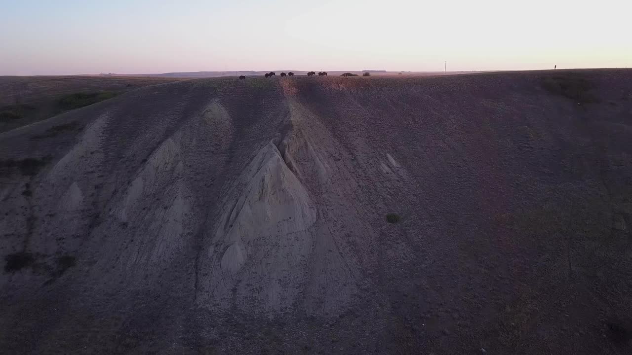 대초원 언덕에 버팔로 들소 무리의 작품에 대한 hoodoo 공중 비행