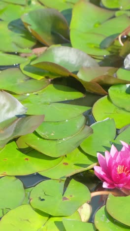 red water lily nymphaea is a genus of aquatic plants of the water lily family nymphaeaceae red water lily nymphaea is a genus of aquatic plants of the water lily family nymphaeaceae