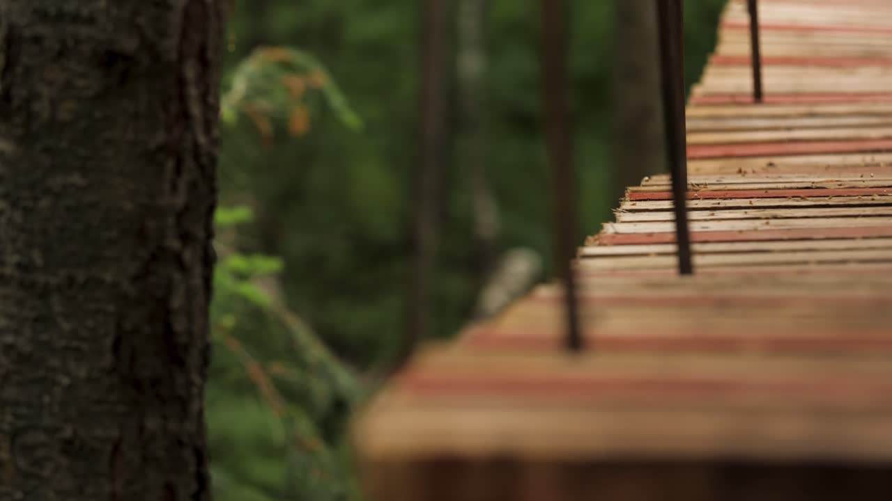 paseo de madera a través de los árboles