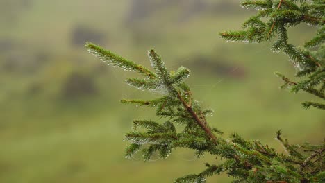 close-up of spruce branch with rain drops and spiderweb