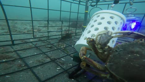 timelapse de cangrejos comiendo cebo de una olla de cangrejos en el fondo del océano