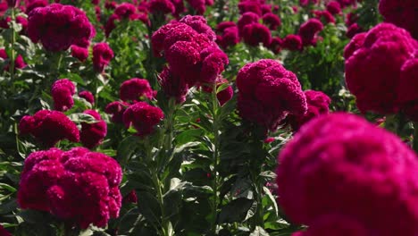 still video of a velvet flower field full of colors and flowers