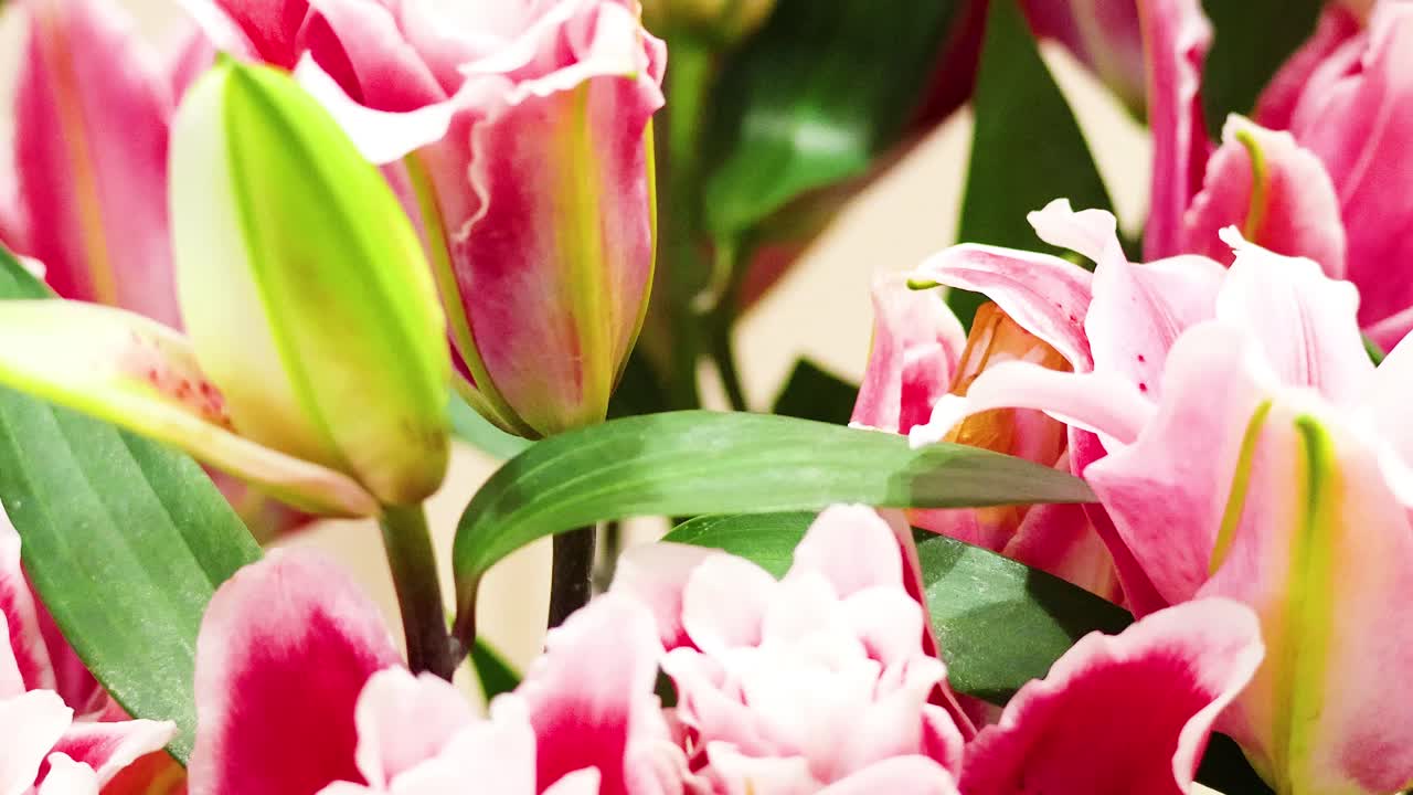 Eloisat tulppaanit kukkivat rehevässä puutarhassa