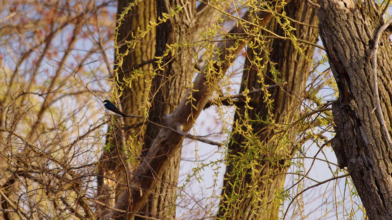 Artistic slow-mo captures the sky dance of purple martins in springtime.