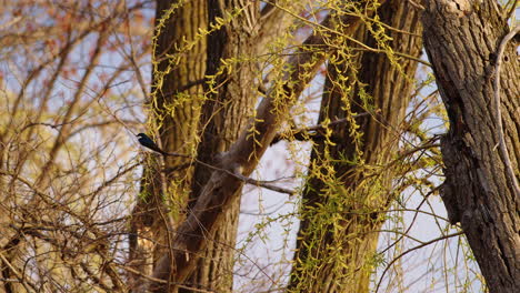 artistic slow-mo captures the sky dance of purple martins in springtime.