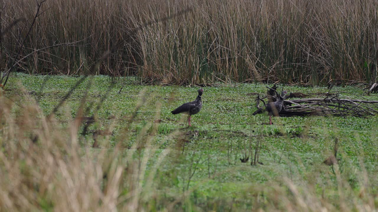 A Southern Screamer bird calmly sitting on a lush green field, surrounded by nature