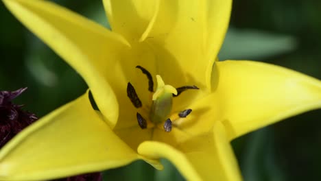 close-up of a yellow tulip