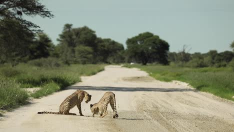 wide shot showing two cheetah brothers drinking from a puddle in the middle of the dirt road in the kgalagadi transfrontier park