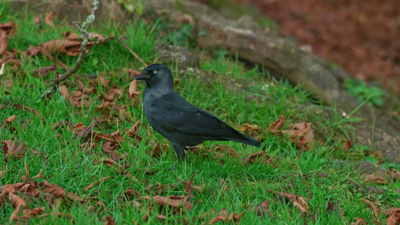 черный дрозд ходит по траве и осенним листьям. 50 кадров в секунду
