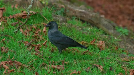 blackbird walks through grass and autumn leaves. 50fps