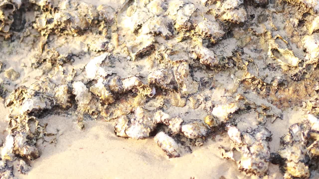 Close-up view of oysters and barnacles on sandy beach in Phuket. Natural lighting highlights textures and marine life