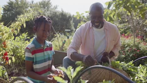 Happy-senior-african-american-grandfather-and-grandson-picking-vegetables-in-sunny-vegetable-garden