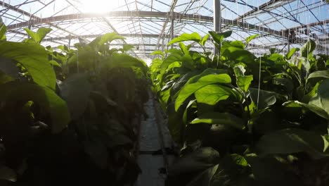 row of green plants in greenhouse 4k