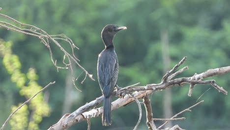 cormorán escalofriante uhd mp4 4k video