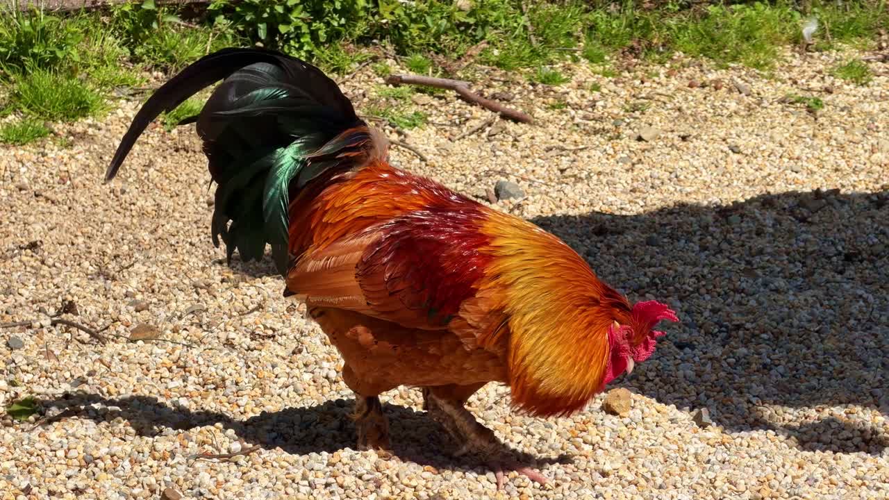 Coq ordinaire picorant des graines au sol sous le soleil dans un environnement de ferme rurale.