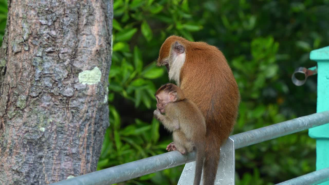 A mother and child long-tailed macaques perched side by side on the metal railing, young macaque jumped on to the back of his mother and together climbing up the tree, close up shot