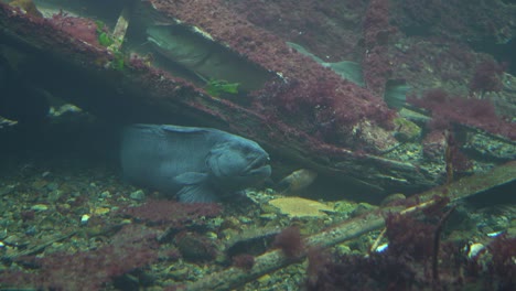 closeup of jellycat northern wolf fish hiding below wreck at seabed