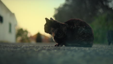 tortoiseshell cat resting in the pavement in an animal shelter at sunset