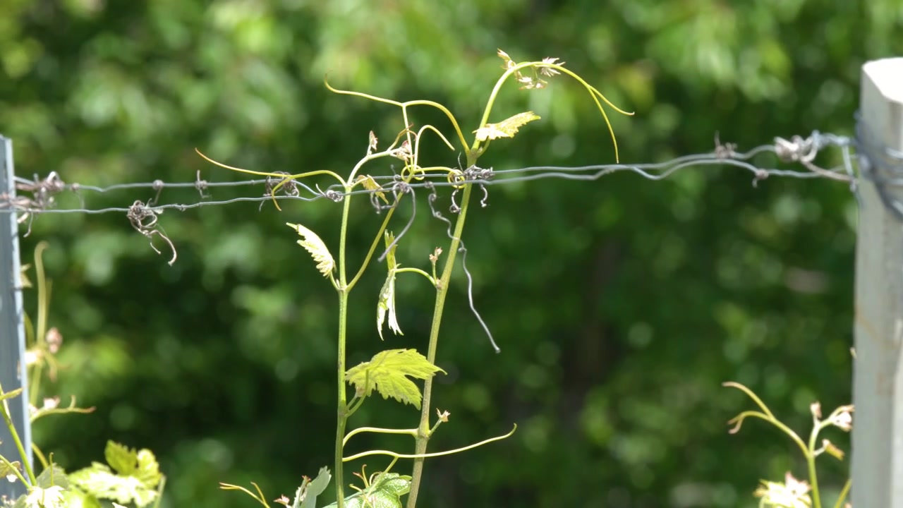 Young green grapevine tendrils grow along a wire trellis in a sunny summer vineyard.
