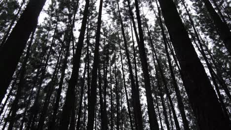 towering forest trees in monochrome cast striking silhouette against the sky in bukidnon, philippines