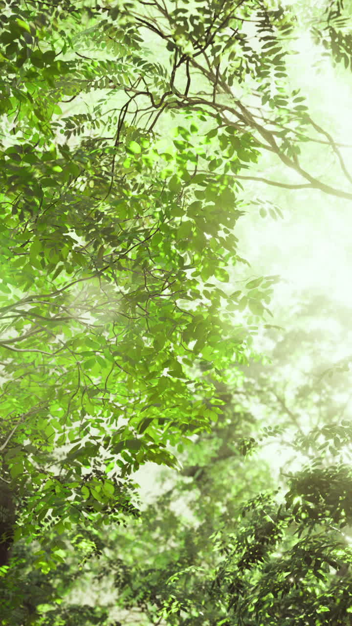 Light streams through lush foliage in a tranquil forest setting