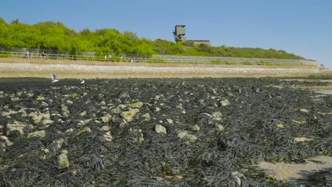 Low-Angle-Aufnahmen-Von-Algenbedeckten-Strandfelsen-Bei-Ebbe,-Wachturm