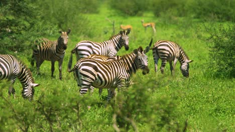 Wild-zebra-turns-to-look-straight-at-camera-in-super-slow-motion-in-Africa