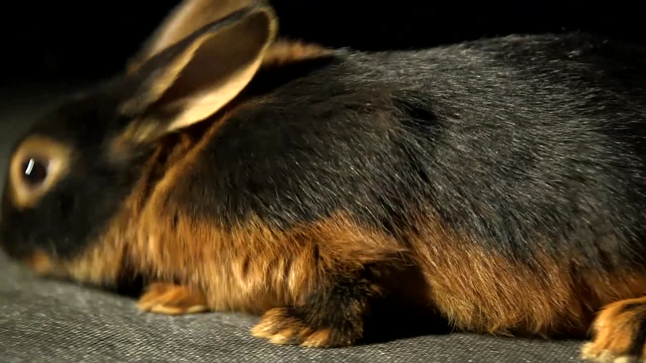 귀여운 갈색과 검은색 황갈색 토끼는 어두운 검은색 스튜디오 배경에서 호기심을 가지고 코를 흔들며 코를 닫습니다