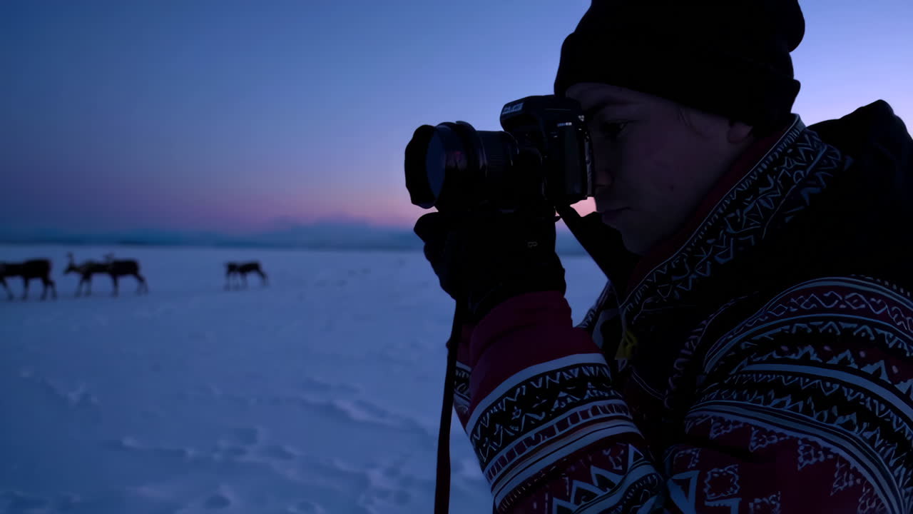 Fotografia di renne artiche