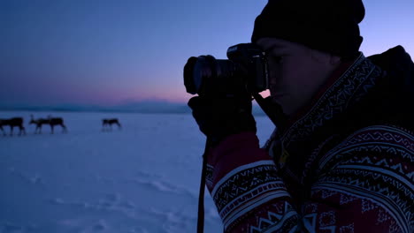 arctic reindeer photography
