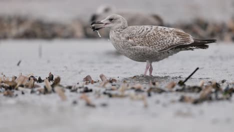 young seagull feeding on the shore