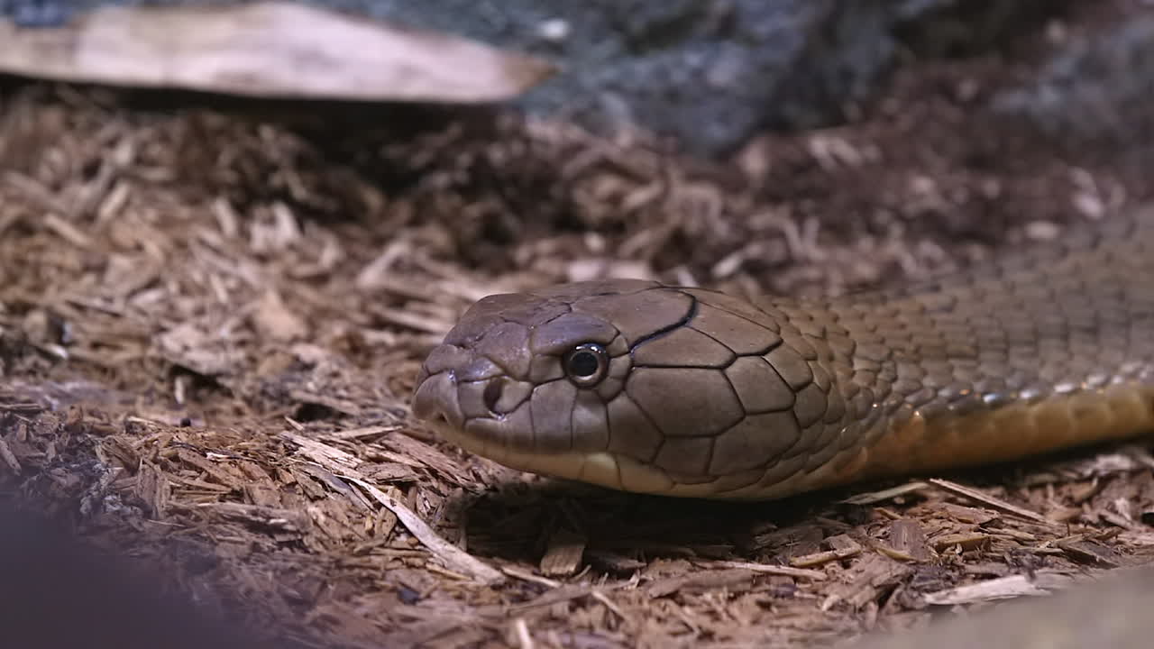 King cobra sliding on the ground close up