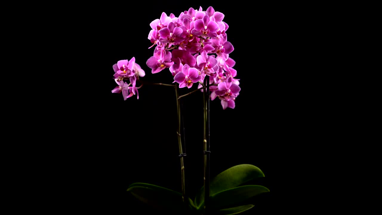 보라색 미니 오키디는 검은색 배경으로 변합니다.