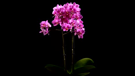 mini orquídea púrpura se vuelve en fondo negro