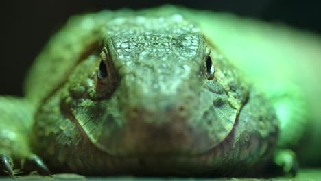 lagarto caimán macro de primer plano respirando y parpadeando