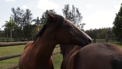 two horses coming together to nudge each others back