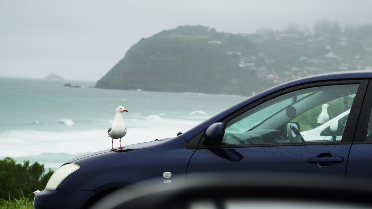 Gabbiani Seduti Sulle Auto Vicino Alla Costa Della Nuova Zelanda