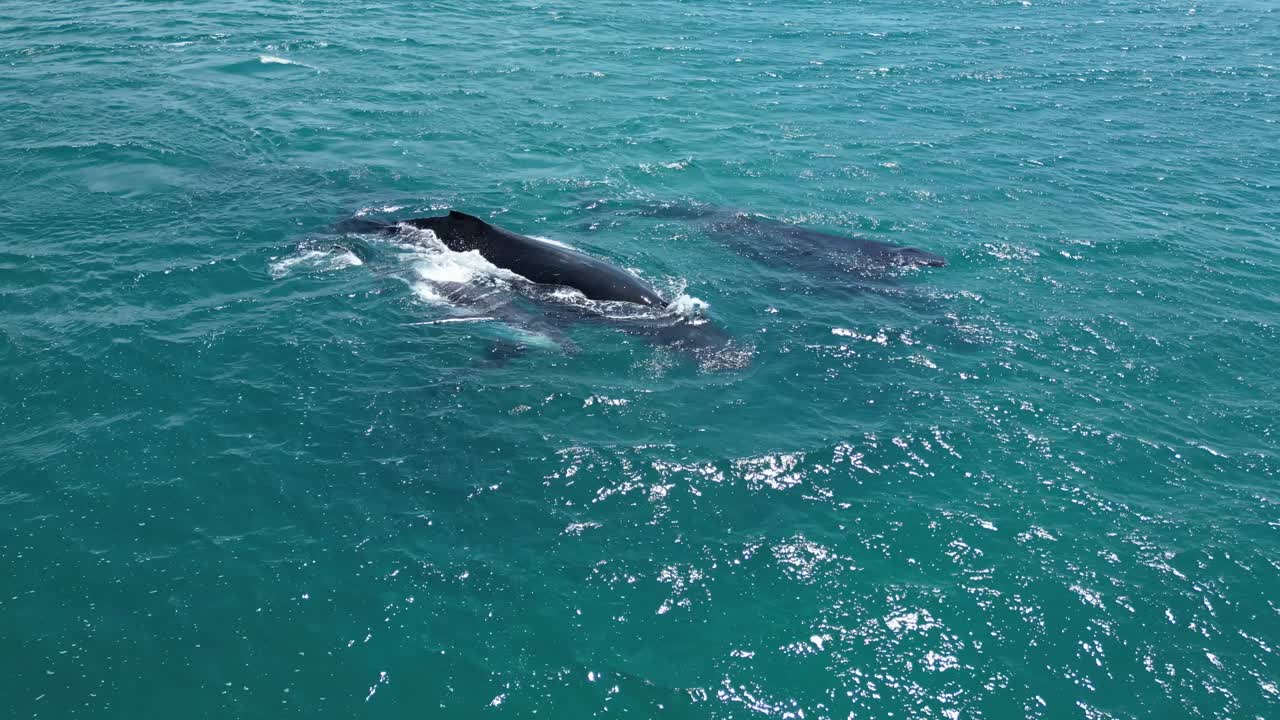 Humpback whale Family diving in clear Indian Ocean at sunny day