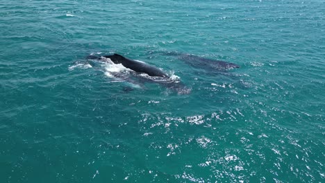 familia de ballenas jorobadas buceando en el océano índico en un día soleado