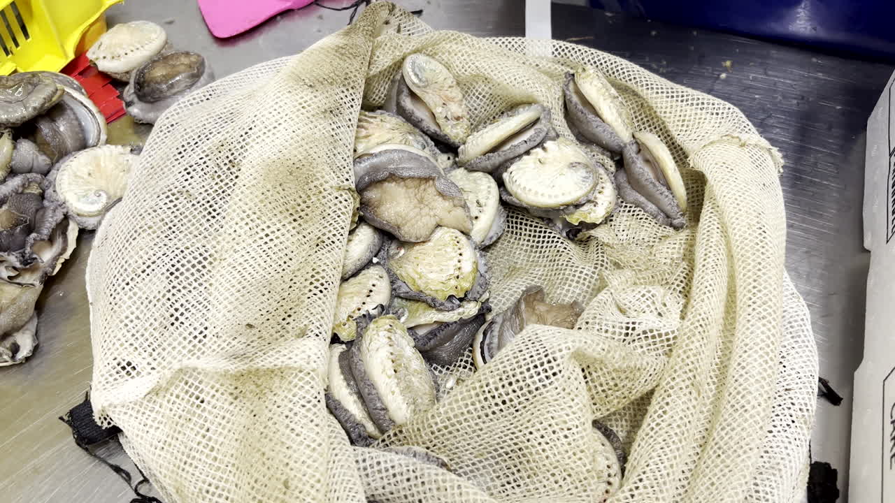 Live abalone removed from mesh bag and sorted for live export to Asian market