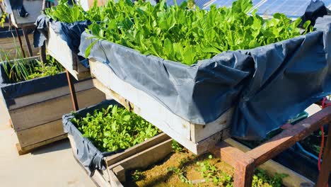 raw and fresh vegetables grown in small home kitchen garden at the rooftop