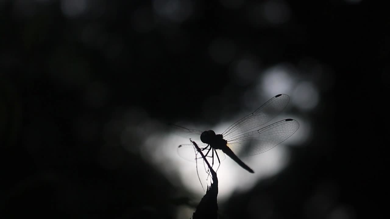 가지 일광에 착륙하는 잠자리의 실루엣이 닫혀 있습니다.