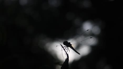 Silueta-De-Una-Libélula-Aterrizando-En-Una-Rama-Cerca-De-La-Luz-Del-Día