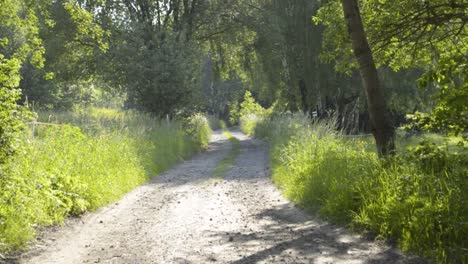 sun shines on an old dusty road surrounded by a lot of greens