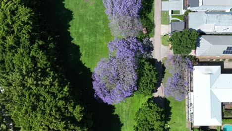 top down drone shot of jacaranda trees in full bloom, purple flowers contrasting nicely against green grass from football field