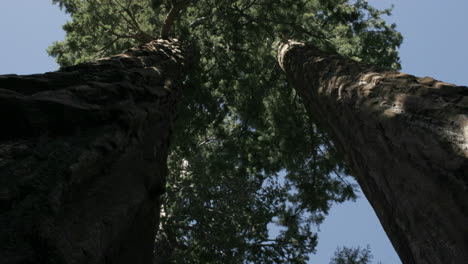 Schatten-Bewegen-Sich-über-Baumstämme-In-Einem-Wald