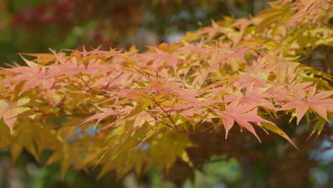 Deciduous Shrubs With Palmate Maple Trees During Autumn Season In Seoul, South Korea